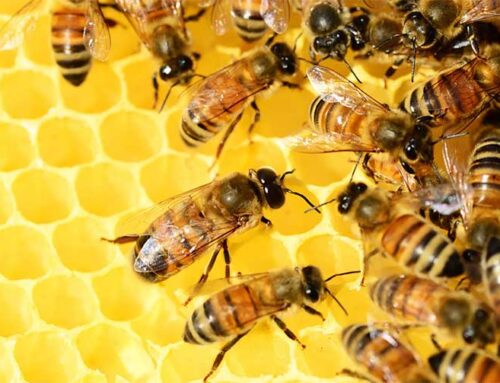 Rispetto a cinquant’anni fa, la vita delle api si è ridotta del 50%